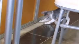 Adorable kitten entertaining herself