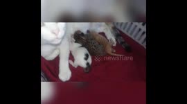 Tickle one day newborn kittens