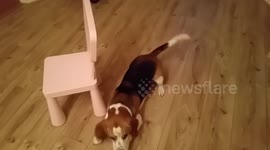 Dog tries to play dead but chair keeps getting in the way