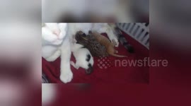 Newsflare Edit - Tickle one day newborn kittens