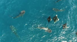 Stunning aerial footage of whale sharks and manta rays