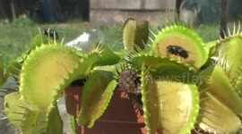 Venus Flytrap Catches Two Flies At Once!