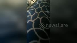 Newsflare Edit - The emotional puppy surprise