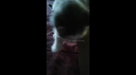 Chaton sauvé SUITE