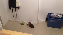 Tiny kitten keeps owner updated on the quality of his food