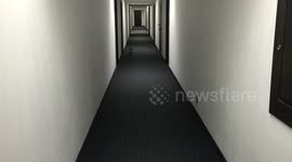 Bengal Kittens searching for Momma - The Cutest