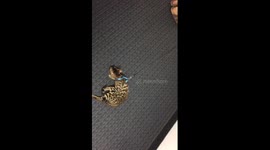 Bengal Cats First Attempt at a Walk