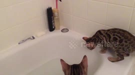 Bengal Cats vs Water, Sibling Rivalry
