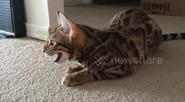 Bengal Cat Practices Her Echolocation at the Sight of a Laser Pointer