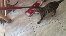 Bengal Cats Help Clean Your Floors… well kind of...