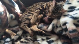 Bengal kitten having some twitchy dreams...