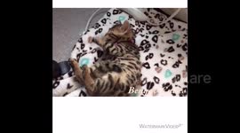 SO CUTE! Playing with our Bengal Kittens for the First Time