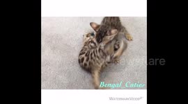 Bengal kittens fighting is 'vicious'