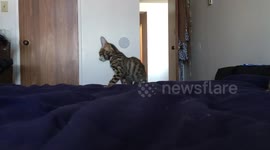 Bengal sister Bullies Her Little Brother