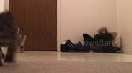 Bengal Cat is Protective Over Her Spring