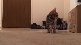 Bengal Cats Practice Their Stalking Skills