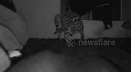 Bengal Kitten Spazing in the Dark