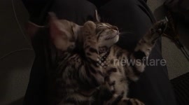 Bengal Kitten Grooming His Sister