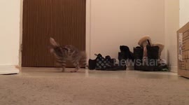 Bengal Kitten Emulating Her Idol, Tigger