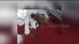 Man tickles one-day-old kittens