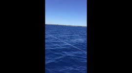 Tourists told there are 'no sharks' off Mauritius spot large hammerhead