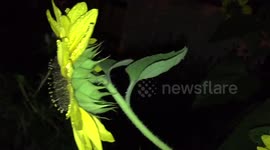 Bumblebee taking refuge overnight behind a sunflower