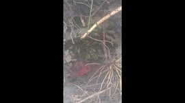 Hikers stumble upon hole full of wasps