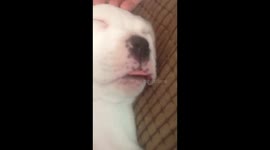 Cute pup with tongue out makes funny facial expressions while asleep