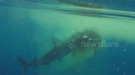 Tiger shark eats zebu near Mayotte beach