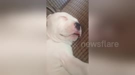Newsflare Edit - Cute puppy