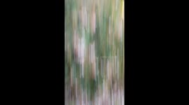 Gossamer threads on the breeze each suspending a small spider