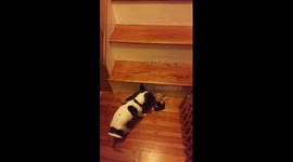 Cute chihuahua carrying his toy to bed