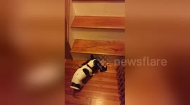 Newsflare Edit - Cute chihuahua carrying his toy to bed
