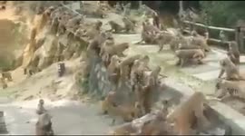Two groups of monkeys brawl at Mount Emei in China
