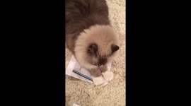 Cat hates homework