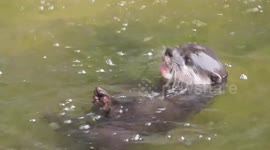Otter does barrel rolls in water