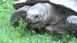 giant tortoise feeds for the winter