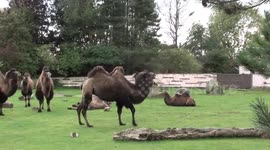 2 humped camels