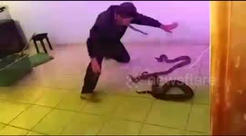 Ninja Das Serpentes treinado 3 cobras bravas.