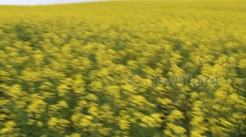 Cute dog running through field of canola!