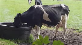 cow drinks out rainton