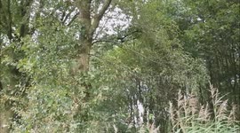 birds are singing in the woods