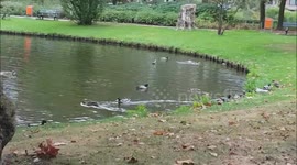 ducks are feeding them self