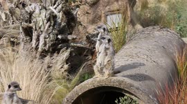 three meerkats on the lookout