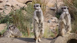 Two meerkats caught on camera having a wrestling match