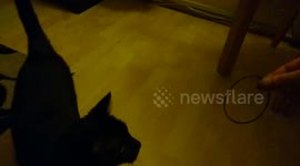 Cat or dog