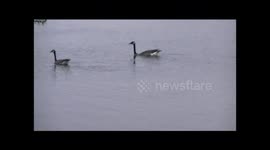 Canada Geese discussing preparations to fly south.