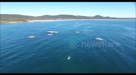 Standup paddle boarder is dwarfed by whales surrounding him