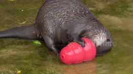 Adorable otter plays with new toy
