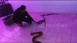 Brazilian activist trains wild snakes for his shows